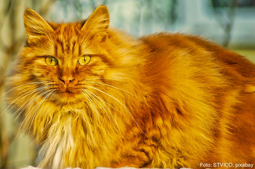 Katzen, Heldin des Alltags, Jana Behr